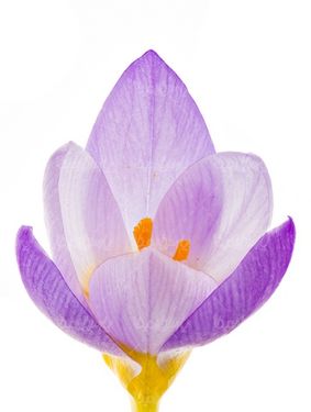 دانلود عکس گل طبیعی