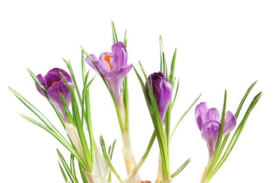 دانلود عکس گل طبیعی