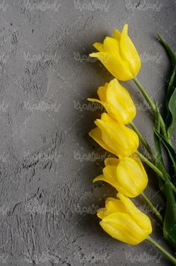 yellow flower