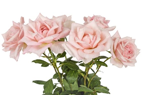 گل رز طبیعی
