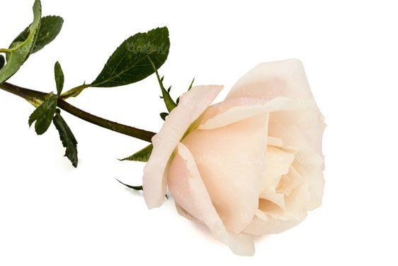 گل رز طبیعی