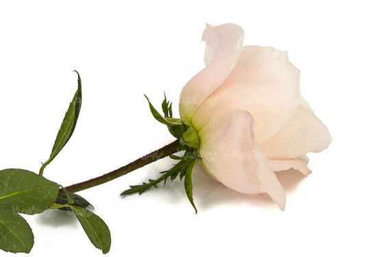 دانلود گل رز طبیعی