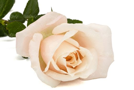 دانلود گل رز طبیعی