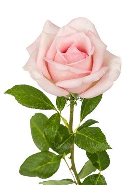 دانلود گل رز طبیعی