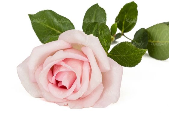 دانلود گل رز طبیعی