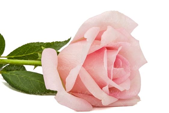 دانلود تصویر کل رز