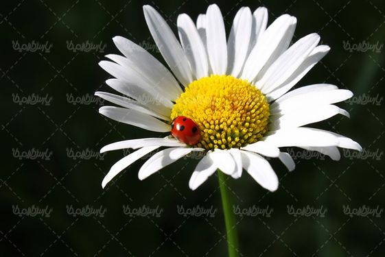 تصویر گل