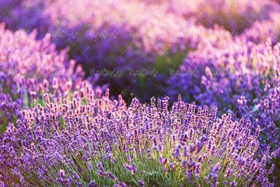 Download the image of lavender flowers