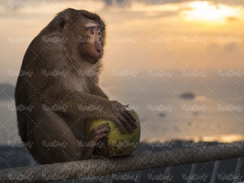 میمون