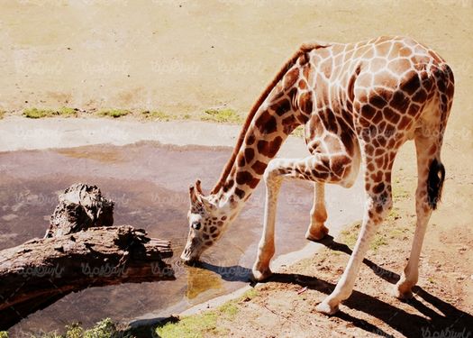 زرافه