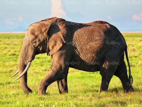 فیل
