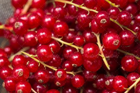 عکس با کیفیت میوه