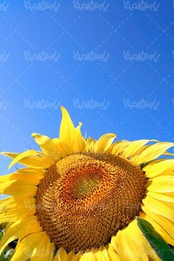 گل آفتابگردان