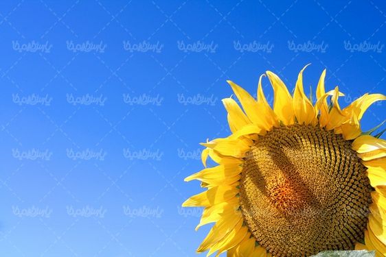 دانلود رایگان عکس آفتابگردان