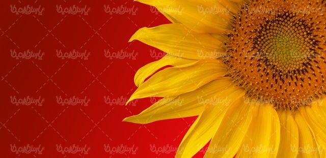 تصویر گل آفتابگردان