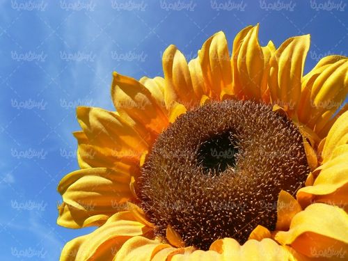 دانلود تصویر گل آفتابگردان