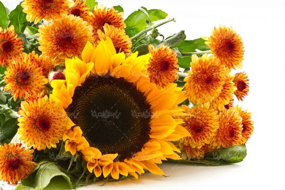 sunflower farm