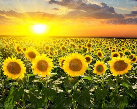 sunflower farm