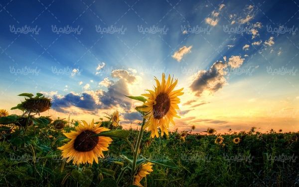 sunflower farm