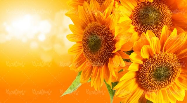 گل زیبای آفتابگردان