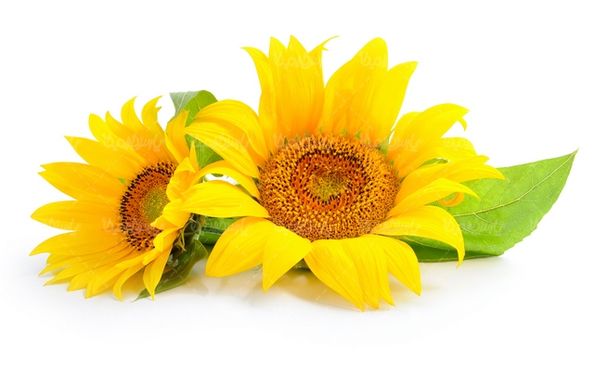 گل زیبای آفتابگردان