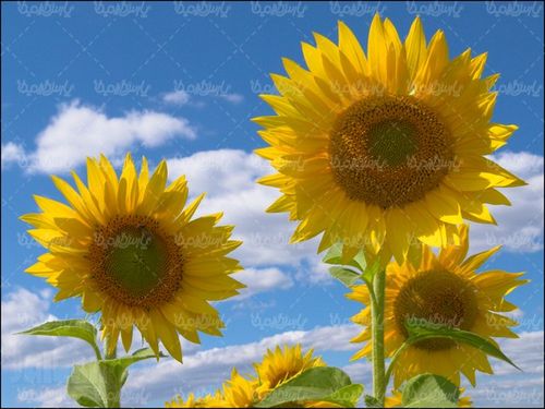 گل زیبای آفتابگردان