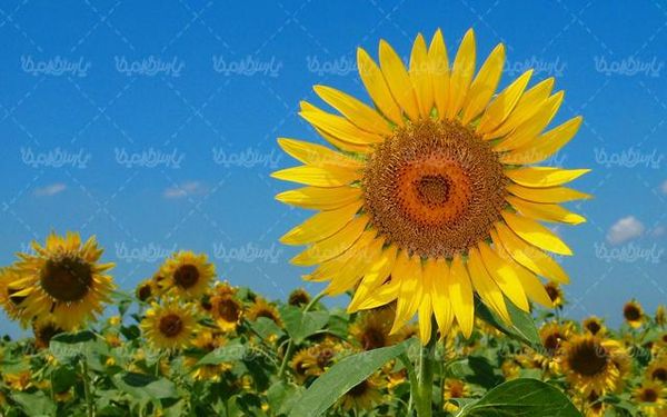 گل زیبای آفتابگردان