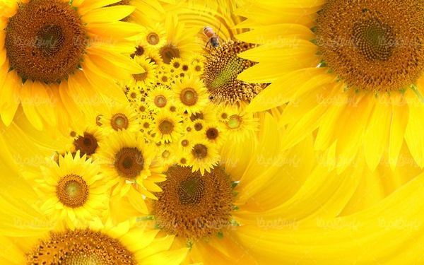 دانلود تصویر گل زیبای آفتابگردان
