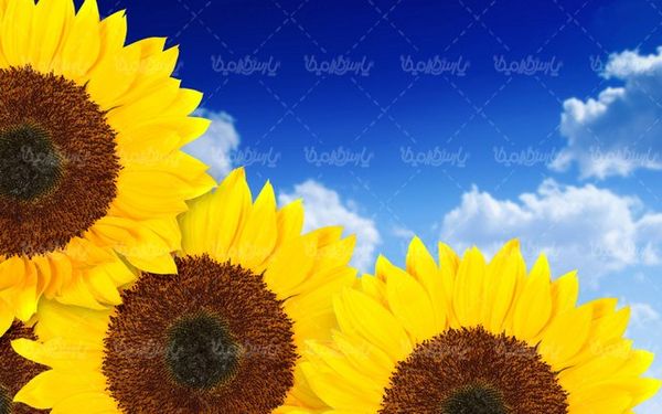 دانلود تصویر گل زیبای آفتابگردان