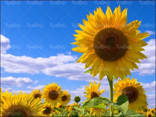 دانلود تصویر گل زیبای آفتابگردان