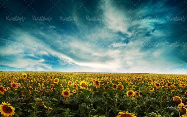 دانلود تصویر گل زیبای آفتابگردان