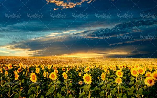 دانلود تصویر گل زیبای آفتابگردان