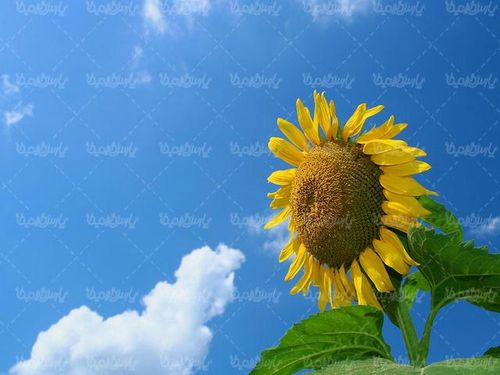 دانلود تصویر گل زیبای آفتابگردان