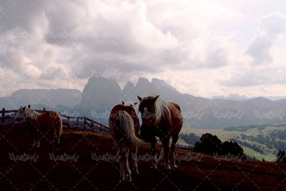 منظره