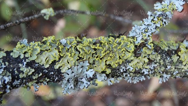 پس زمینه گیاه