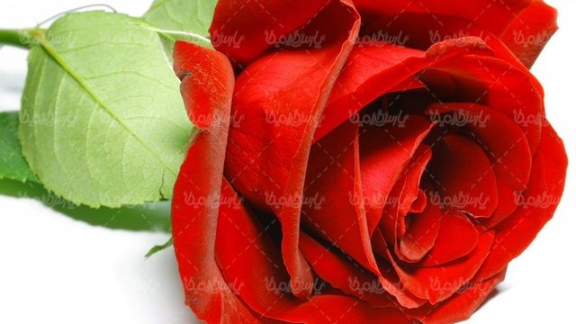 شکوفه گل