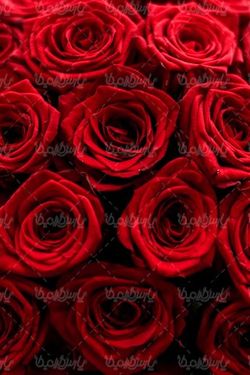روز عشق