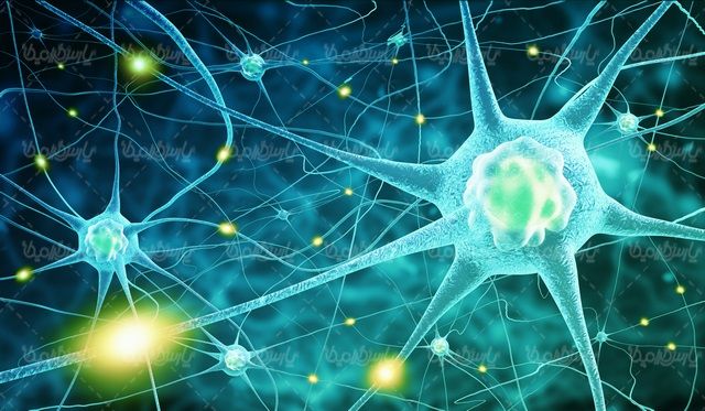 Brain neurons