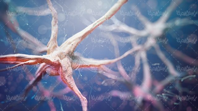 Brain neurons