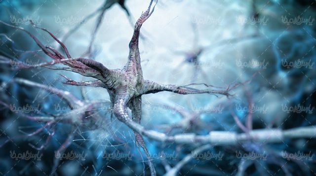 Brain neurons