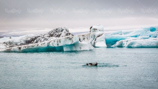 Iceberg