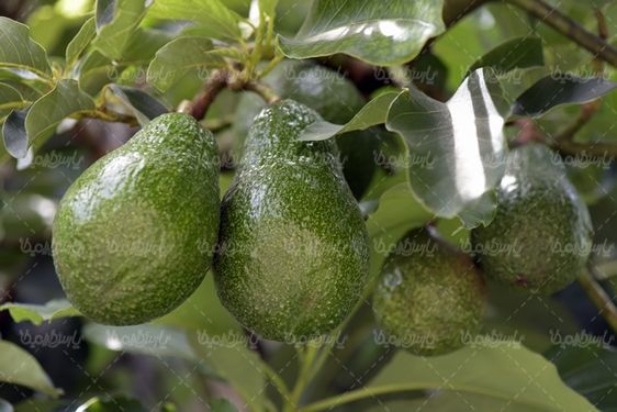 Avocado