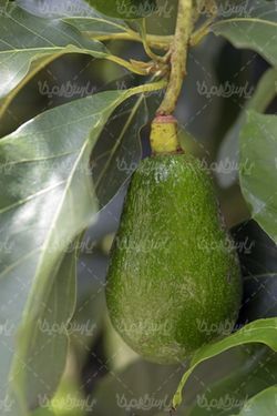 تصویر با کیفیت آواکادو