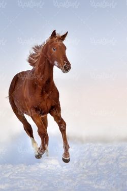 دانلود رایگان تصویر اسب