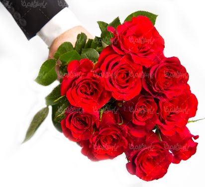 گل رز قرمز