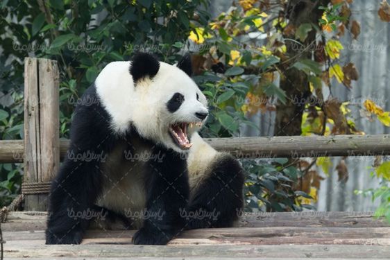 باغ وحش