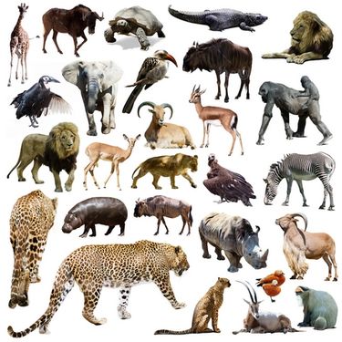 Animal
