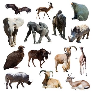 Animal