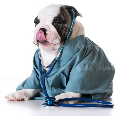 سگ