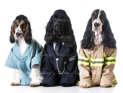 Veterinary